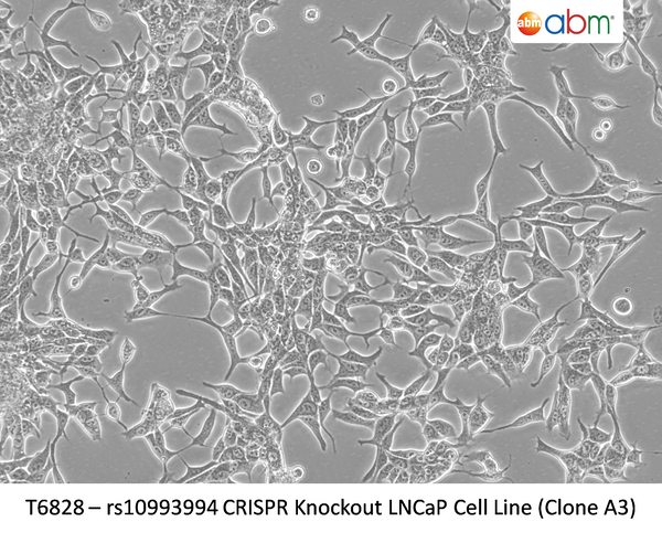 rs10993994 CRISPR Knockout LNCaP Cell Line (Clone A3) | Applied Biological Materials (abm)