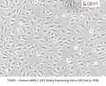 Human ABIN-1 LIR2 Stably Expressing HeLa Cell Line (L-439) | Applied Biological Materials (abm)