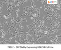 GFP Stably Expressing HEK293 Cell Line | Applied Biological Materials (abm)