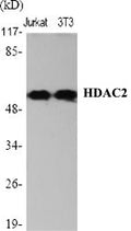 HDAC2 Polyclonal Antibody – Figure 1 of 2