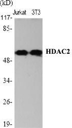 HDAC2 Polyclonal Antibody – Figure 1 of 2