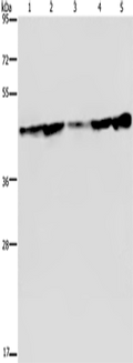 CERS4 Polyclonal Antibody – Figure 1 of 4