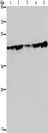 CERS4 Polyclonal Antibody – Figure 1 of 4