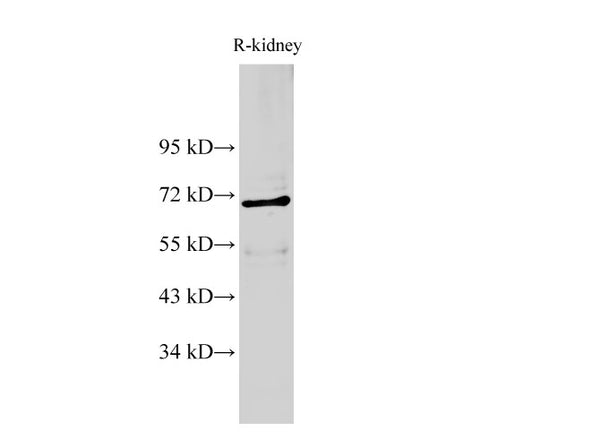 AIFM1 Polyclonal Antibody – Figure 1 of 2