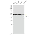 Recombinant P2Y12 Monoclonal Antibody – Figure 1 of 2