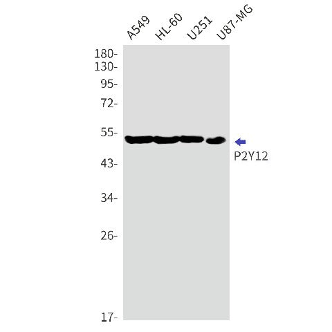 Recombinant P2Y12 Monoclonal Antibody – Figure 1 of 2