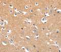 LRP3 Polyclonal Antibody – Figure 1 of 2