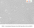 Immortalized Podocytes from Wild-Type Mice Cell Line (IMWT) – Figure 1 of 1