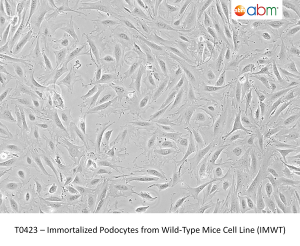 Immortalized Podocytes from Wild-Type Mice Cell Line (IMWT) – Figure 1 of 1