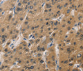 DUSP26 Polyclonal Antibody – Figure 1 of 3