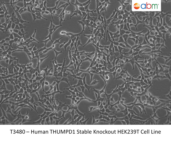 Human THUMPD1 Stable Knockout HEK239T Cell Line | Applied Biological Materials (abm)