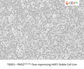 PMS2<sup>G2113A</sup> Over-expressing HAP1 Stable Cell Line – Figure 1 of 1