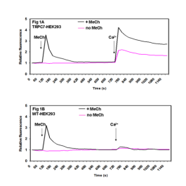 TRPC7-HEK293 Recombinant Cell Line – Figure 1 of 1