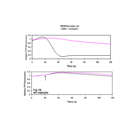TMEM16A-HEK293 Recombinant Cell Line – Figure 1 of 2
