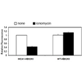 IKCA1 (KCNN4) HEK293 Cell Line – Figure 1 of 2