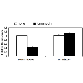 IKCA1 (KCNN4) HEK293 Cell Line – Figure 1 of 2