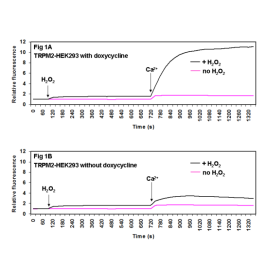 TRPM2-HEK293 Recombinant Cell Line – Figure 1 of 2