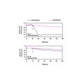 TMEM16B (ANO2) - HEK293 Recombinant Cell line – Figure 1 of 4