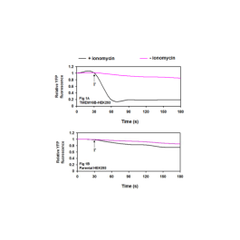 TMEM16B (ANO2) - HEK293 Recombinant Cell line – Figure 1 of 4