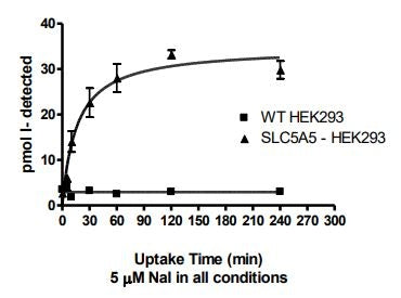 SLC5A5 - HEK293 Recombinant Cell line – Figure 1 of 4
