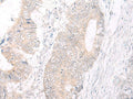 IL17A Polyclonal Antibody – Figure 1 of 2