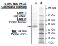 ANGPT1, FLAG-tag Recombinant – Figure 1 of 1