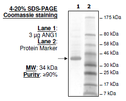 ANGPT1, FLAG-tag Recombinant – Figure 1 of 1