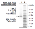 ANGPT2, FLAG-tag Recombinant – Figure 1 of 2