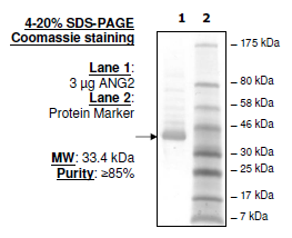 ANGPT2, FLAG-tag Recombinant – Figure 1 of 2