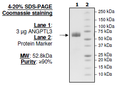 Angiopoietin-like 3, FLAG-tag (ANGPTL3 Protein) Recombinant – Figure 1 of 1