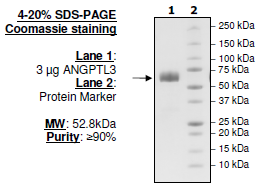 Angiopoietin-like 3, FLAG-tag (ANGPTL3 Protein) Recombinant – Figure 1 of 1