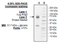 Rabbit Angiopoietin 2, His-Tag Recombinant – Figure 1 of 1