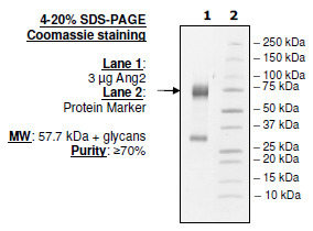 Rabbit Angiopoietin 2, His-Tag Recombinant – Figure 1 of 1