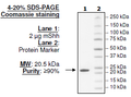 Mouse Sonic Hedgehog (Shh), His-tag Recombinant – Figure 1 of 1