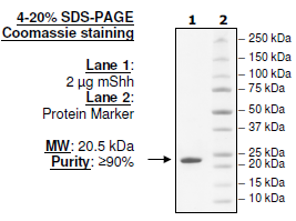 Mouse Sonic Hedgehog (Shh), His-tag Recombinant – Figure 1 of 1