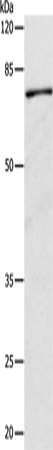 CAPN1 Polyclonal Antibody – Figure 1 of 2