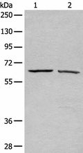 ATAD3A Polyclonal Antibody – Figure 1 of 4