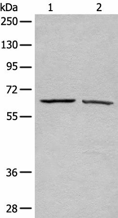 ATAD3A Polyclonal Antibody – Figure 1 of 4
