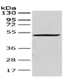 CRTAM Polyclonal Antibody – Figure 1 of 3