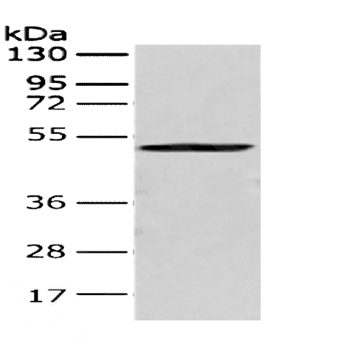 CRTAM Polyclonal Antibody – Figure 1 of 3