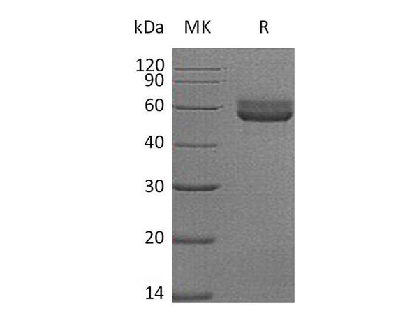 Recombinant Mouse HVEM/TNFRSF14 Protein (Fc Tag) – Figure 1 of 2