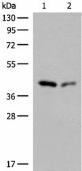 GIPC1 Polyclonal Antibody – Figure 1 of 2