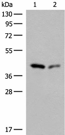 GIPC1 Polyclonal Antibody – Figure 1 of 2