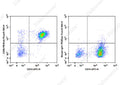 PE/Elab Fluor® 594 Anti-Human CD86 Antibody[BU63] – Figure 3 of 5