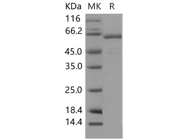 Recombinant Mouse TLR2/CD282 Protein (His Tag) – Figure 1 of 2