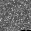 9L/lacZ cell
