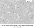 Immortalized Human Frontal Scalp Dermal Papilla Cells (F Clone 2) | Applied Biological Materials (abm)