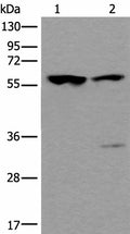 TRIM27 Polyclonal Antibody – Figure 1 of 3