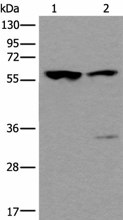 TRIM27 Polyclonal Antibody – Figure 1 of 3