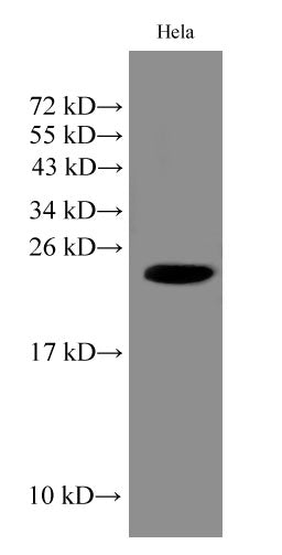 IMP3 Polyclonal Antibody – Figure 1 of 3
